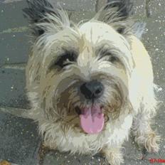 Cairn terrier Little Big Horn's Sigurd