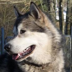 Alaskan malamute Cani