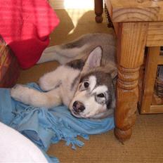 Alaskan malamute Cani