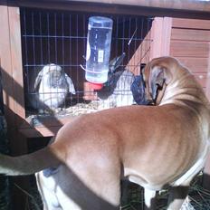 Boxer Rocko ( død 2014 )