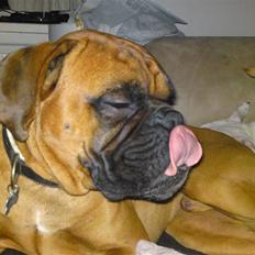 Boxer Rocko ( død 2014 )