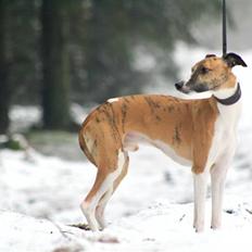 Whippet Airescot Baffinbay Bobbie
