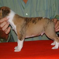 Whippet Airescot Baffinbay Bobbie