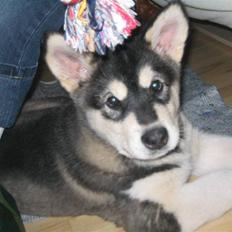 Alaskan malamute Alma noatuns Gejst Amlet 