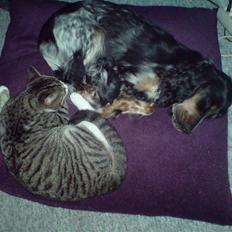 Cocker spaniel Zaga