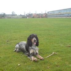 Cocker spaniel Zaga
