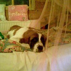 Sankt bernhardshund Sofia