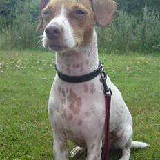 Dansk svensk gaardhund nemo