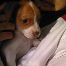 Dansk svensk gaardhund nemo