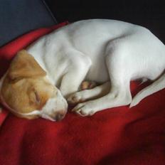 Dansk svensk gaardhund nemo