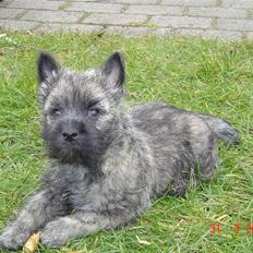 Cairn terrier Viktor
