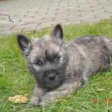 Cairn terrier Viktor