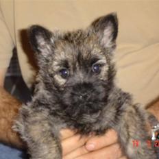 Cairn terrier Viktor