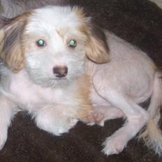 Chinese crested hårløs Futte