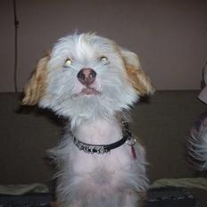 Chinese crested hårløs Futte