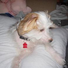 Chinese crested hårløs Futte