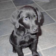 Blanding af racer Retria