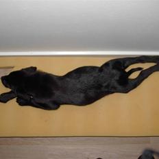 Blanding af racer Retria