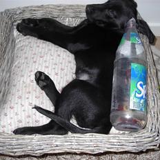 Blanding af racer Retria