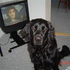 Blanding af racer Simba