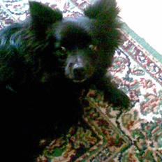 Pomeranian Gismo (R.I.P)