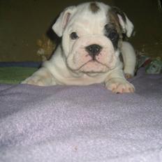 Engelsk bulldog Sumo