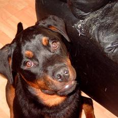 Rottweiler kenzo *død/aflivet*