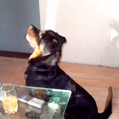 Rottweiler kenzo *død/aflivet*