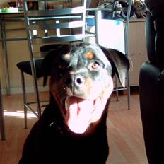 Rottweiler kenzo *død/aflivet*