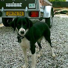 Blanding af racer lady