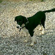 Blanding af racer lady