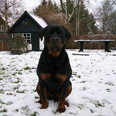 Rottweiler Tyson