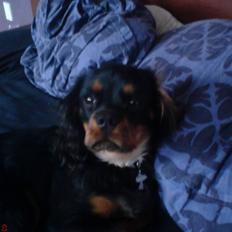 Cavalier king charles spaniel Annexgaardens´s Buller