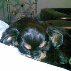 Cavalier king charles spaniel Annexgaardens´s Buller