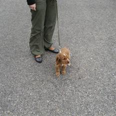 Cocker spaniel Samson