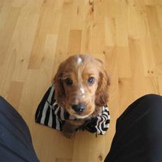 Cocker spaniel Samson