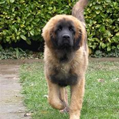 Leonberger Star Of Regulus Red Robin