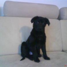 Blanding af racer Nala