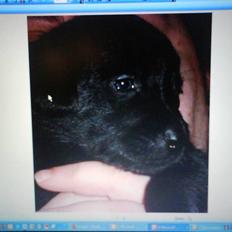 Blanding af racer Nala