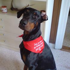 Dobermann Rocco R.I.P. -2008