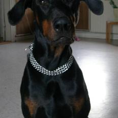 Dobermann Rocco R.I.P. -2008