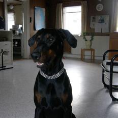 Dobermann Rocco R.I.P. -2008