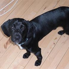 Blanding af racer Jalte