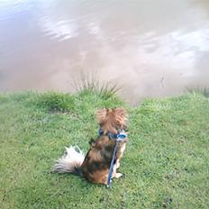 Blanding af racer Baloo