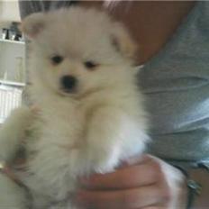 Blanding af racer Pelle