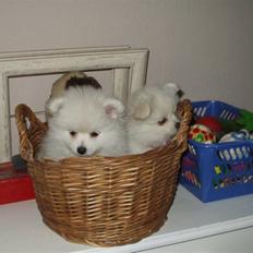 Blanding af racer Pelle