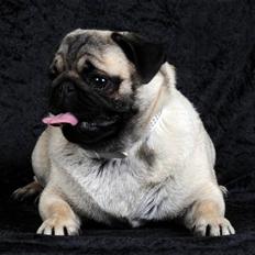 Mops Lykkedal´s Eika