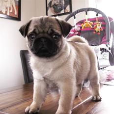 Mops Lykkedal´s Eika