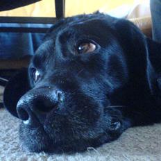 Labrador retriever Tøsen