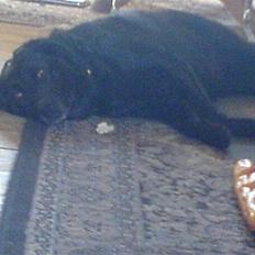 Labrador retriever Tøsen